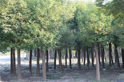 香樟树种植前景如何?香樟树种植效益