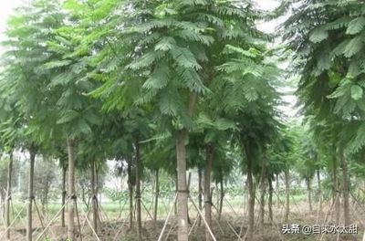 自来水聊三农:景观苗木栽培圃地如何选择?景观苗木种植技术