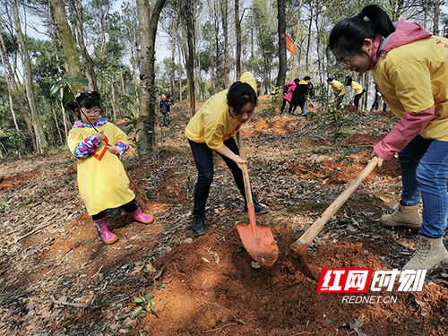 全民义务植树40年间,湖南种下超47亿株苗木