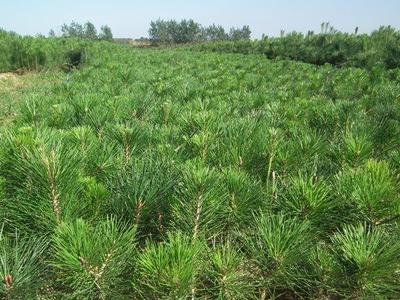 薄壳核桃价格_枸橘苗 ,枸橘苗 种植技术_泰安高新区金大地苗木专业合作社