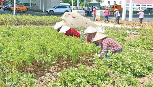 青墩塘快速路204国道路口,绿化工作人员正在花坛和绿化带内种植花卉苗木