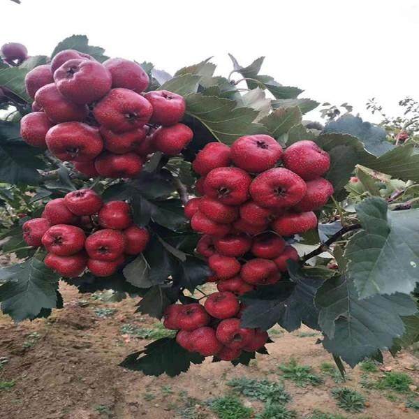 陇南山楂小苗今年价格