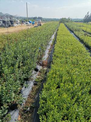 抗冻钱德勒蓝莓苗种植技术钱德勒蓝莓苗苗木粗壮