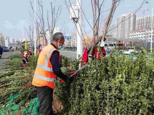 灌木种植已完成65 车站西路绿化种植计划4月中旬完成