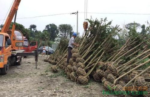 苗木运输细节不容忽视,直接决定交易质量