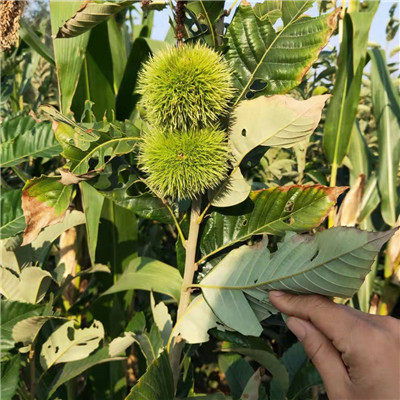 八月红板栗苗小苗种植技术 内蒙古