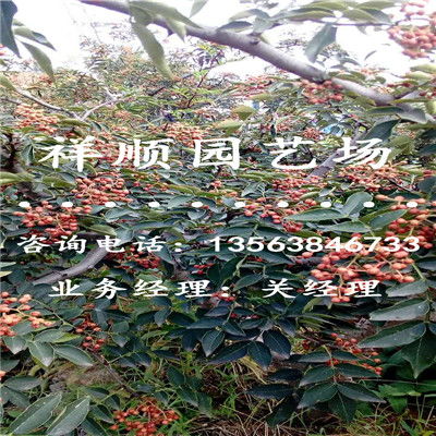 【花椒苗怎么培育_长治新闻】- 