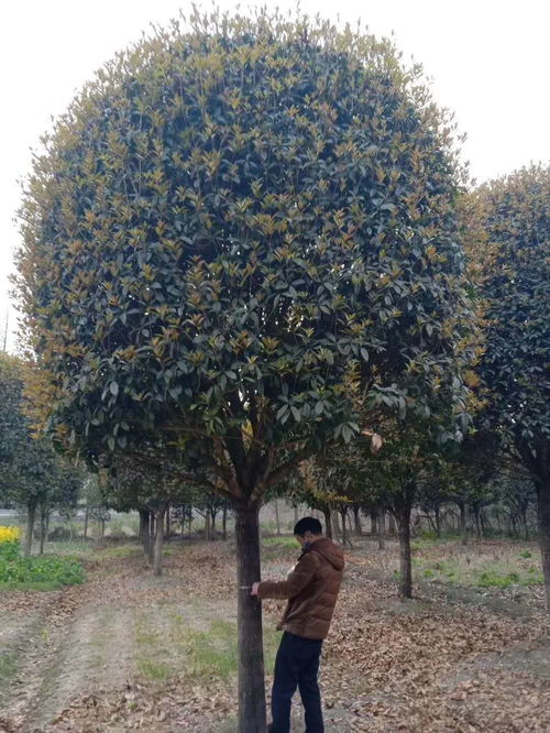 【桂花树种植基地现货出售,精品工程绿化苗木有售】- 