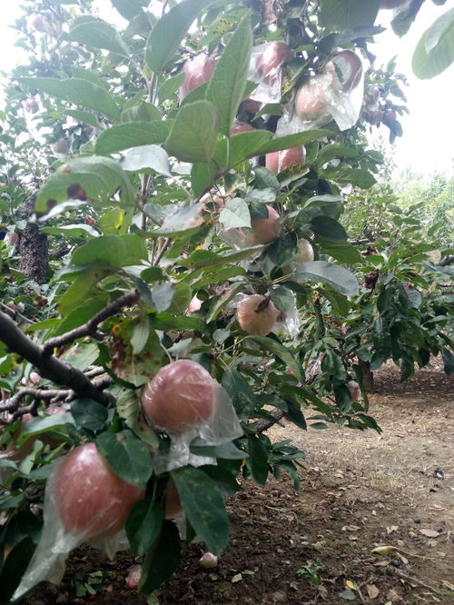 【品种保证维纳斯黄金苹果树苗河北】- 