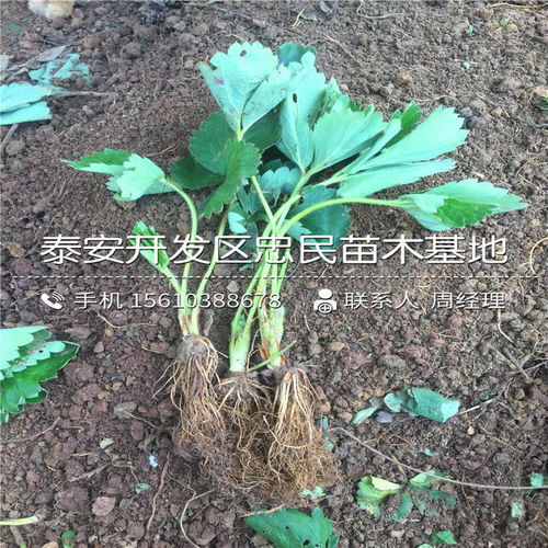 【批发新明星草莓苗新明星草莓苗厂家】- 