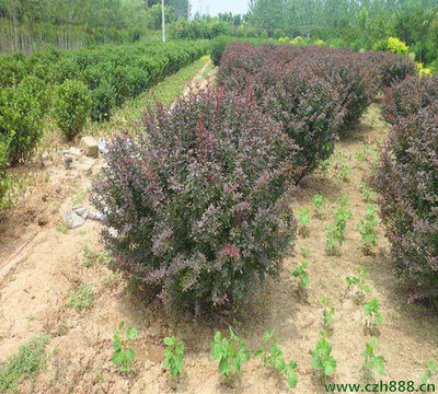 「紫叶小檗球」紫叶小檗球_价格_图片_种植技术-苗木价格-苗木批发-沭阳苗木基地-沭阳花木-长之鸿园林苗木场