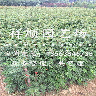 【大红袍花椒苗价格_文山新闻】- 