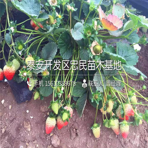 【哪里有卡姆萝莎草莓苗卡姆萝莎草莓苗什么价格】- 