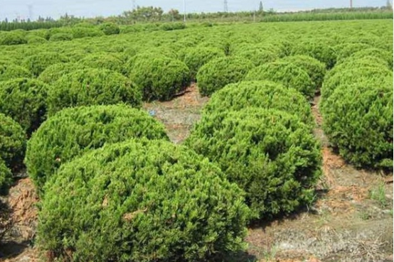 岭南课堂乔木栽植精细化管理之苗木进场