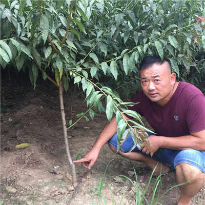 欢迎)定远岱妃桃树苗种植技术-银悦苗木中心