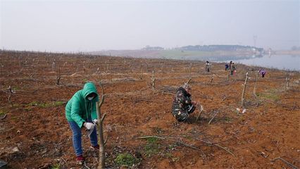 湖北宜城:嫁接育苗春来忙 孕育增收新希望