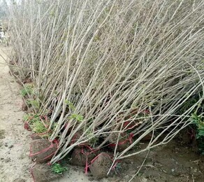 厦门销售丛生丁香种植基地,现挖现卖