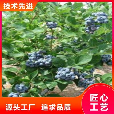 《铜仁》 本地 甜粒星蓝莓树苗种植时间